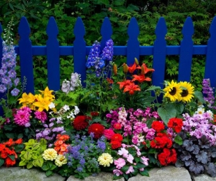 Como escolher flores perenes para jardim