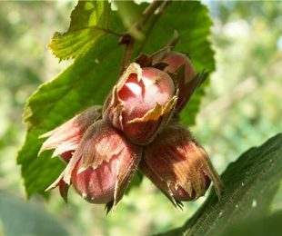 Hazelnut in the Urals, landing and care
