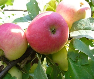 Apple Tree Melba, pouso e cuidados
