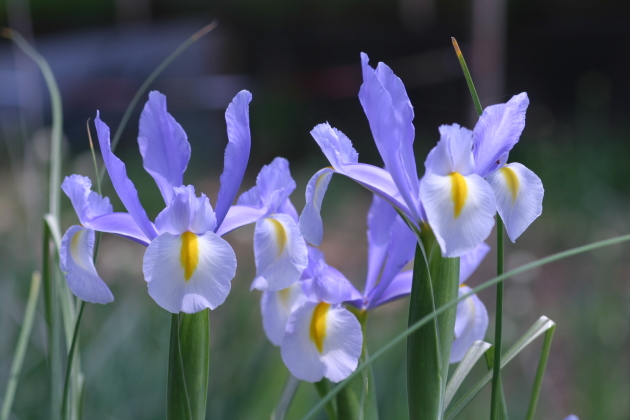 Iris holandês, pouso e cuidado