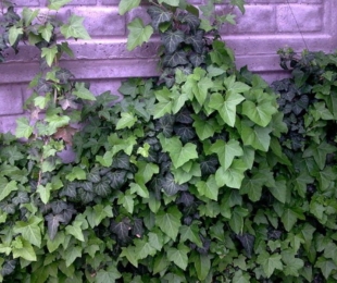 Ivy vrt zimzelena, pristanek in nega