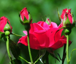 Creciendo rosas de polianth