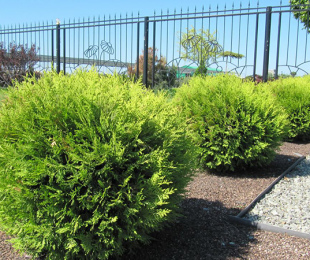 Thuja Globes, Landing and Care
