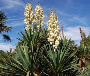 Yucca, Landing and Care