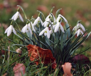 Snowdrops, Landing and Care