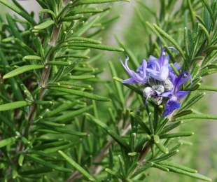 Rosemary, landing and care in open soil
