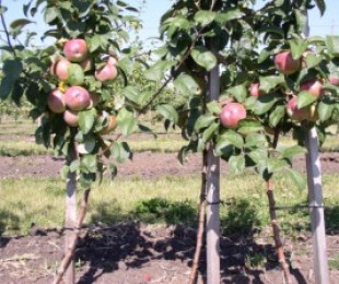 Trpasličí sady jabĺk a hrušky
