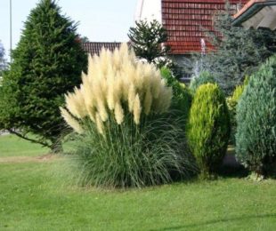Pampace Grass, Landing and Care
