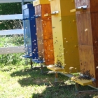 Формирование отводка пчел в многокорпусных ульях