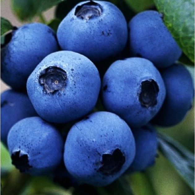 Blueberry Spartan, სადესანტო და ზრუნვა