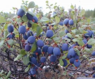 Blueberry carece de hierro