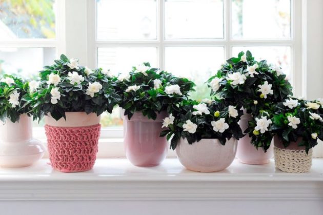 Gardenia, pouso e cuidado em casa