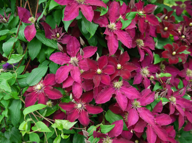 Clematis Ernest Marcham, landing and care