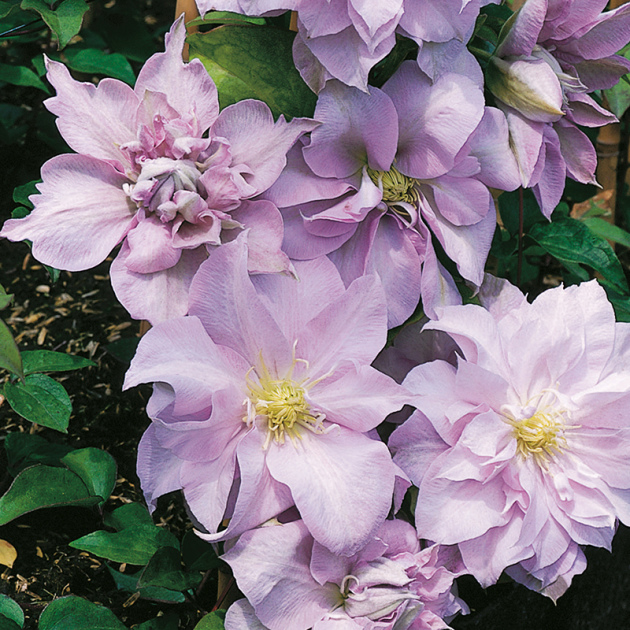 Clematis Louise Row, Landing and Care