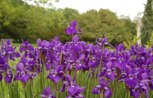 Iris Siberian, pouso e cuidados