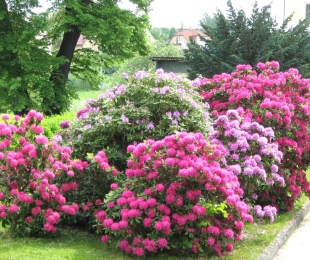 Jardín de rododendro, aterrizaje y cuidado.