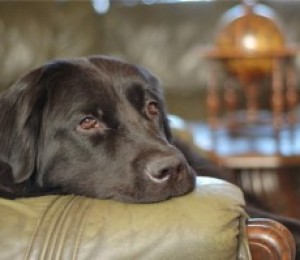 Болести на кучетата и тяхното лечение