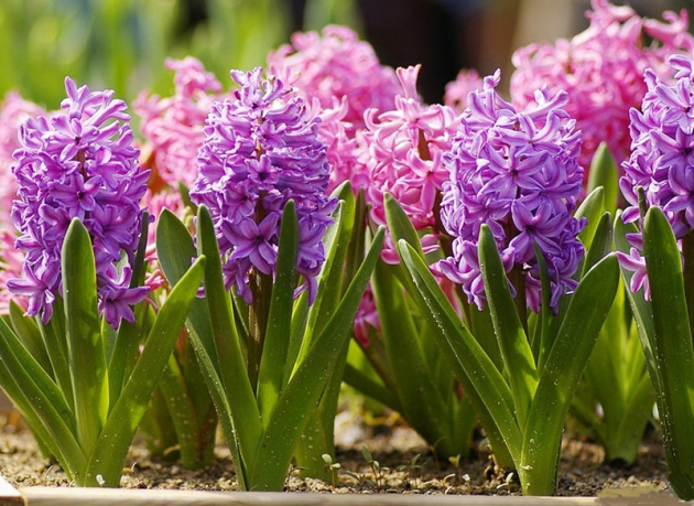 Hyacinths ციმბირში, სადესანტო და ზრუნვა