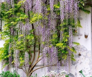 Wisteria, Landing and Care