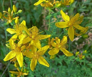St. John's wort, landing and care in the open ground