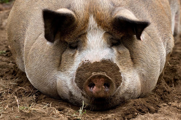 Методы содержания свиней