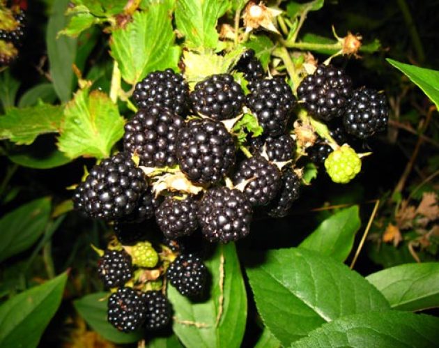 Blackberry ბაღი, სადესანტო და ზრუნვა