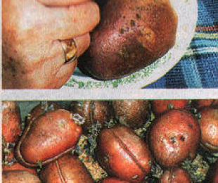 Подготовка на картофи преди кацане