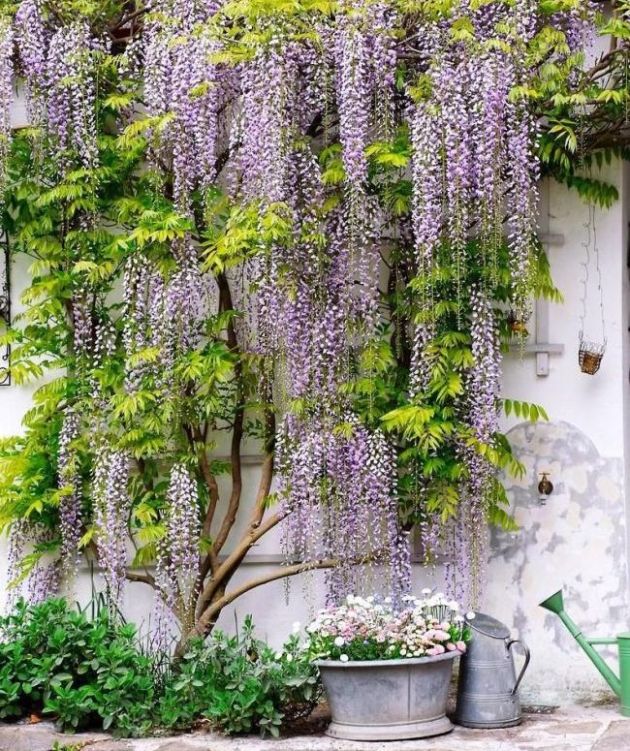 Wisteria, Landing and Care