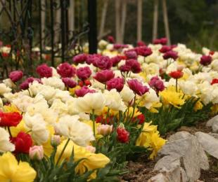 Terry tulipány, pristátie a starostlivosť
