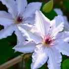Clematis Snow Queen, Landing and Care