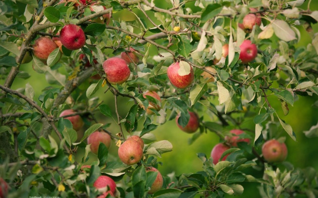Elma Ağaçlarının Aşılama: Özellikler, Yollar, Kurallar