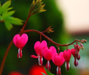 Kırık kalp çiçek, iniş ve bakım
