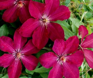 Clematis Rouge Cardinal, Landing and Care