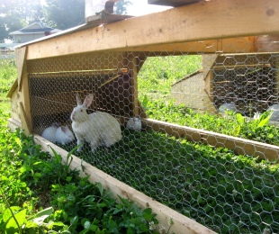 Kako porabiti dezinfekcijo zajca