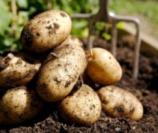 Características da crescente batatas Tuleyvsky