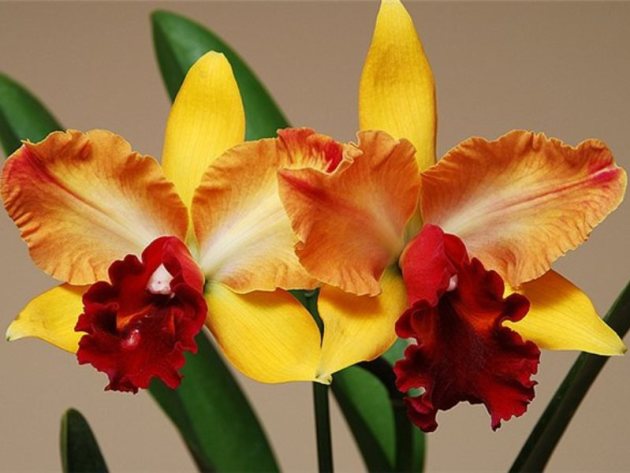 Orchid Cattleya, Starostlivosť o pristátie