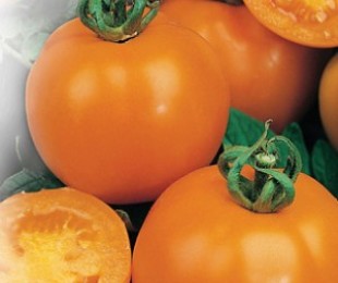 Starostlivosť a rastúce paradajka 