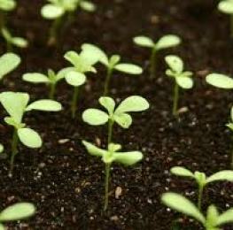 ASTRA Ročná kultivácia semien, starostlivosti, škodcov a chorôb
