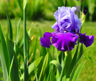 Iris barbudo, el aterrizaje y el cuidado