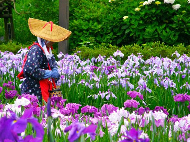 Iris japonski, pristanek in oskrba
