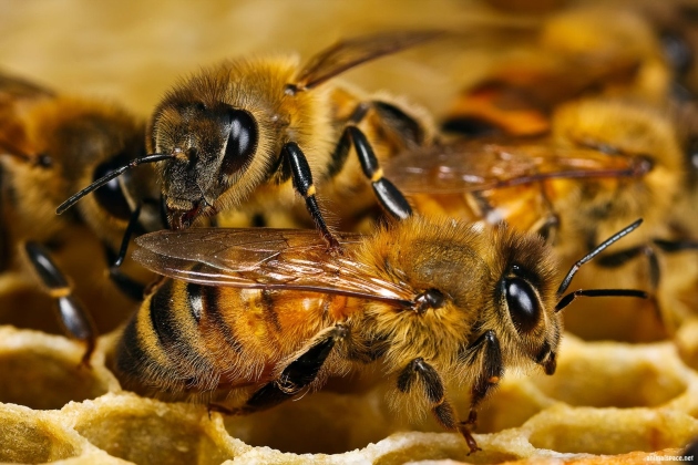 Подушка наполнитель из синтепона Утеплительные подушки для пчел надрамочные своими руками