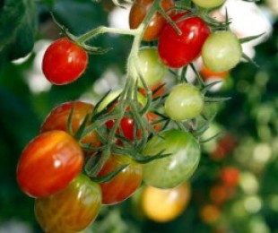 Ako pestovať mini paradajky
