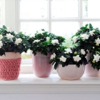 Gardenia, pouso e cuidados em casa