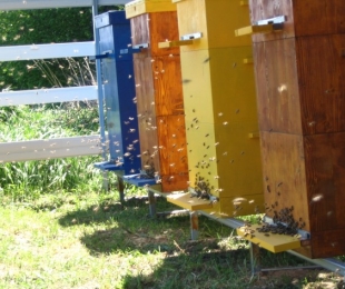 Formação de um decodificador de abelha em colmeias multi-circuíveis