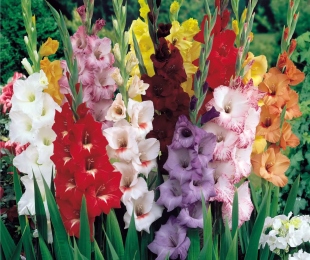 Gladiolus, sajenje in oskrba spomladi