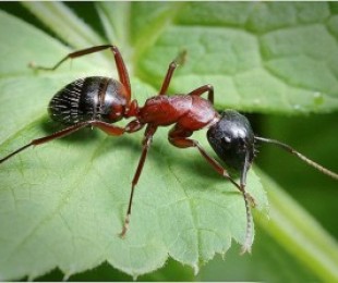 Karınca yeşil nasıl kaldırılır