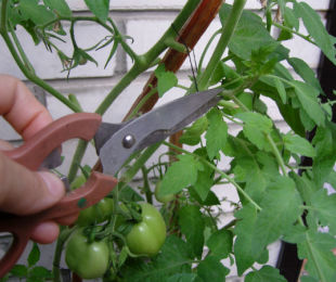 Como apertar legumes (tomates, pepinos, abobrinha)