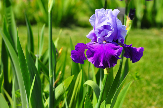 Iris Bearded, სადესანტო და ზრუნვა