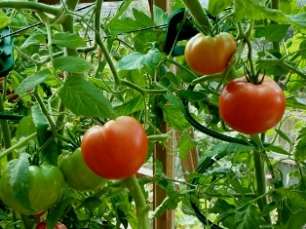 Cómo atar los tomates