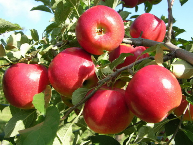 Ябълкова дървета проста, кацане и грижа